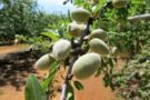 Almonds on a branch.