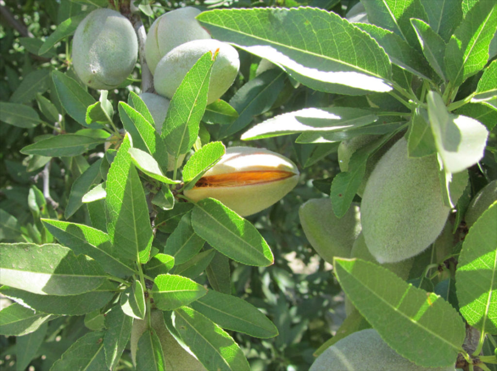 A Nonpareil almond tree with the beginning signs of hull split.