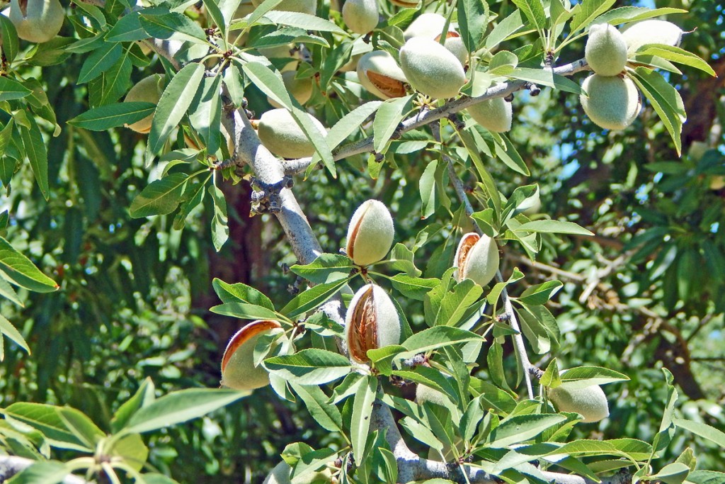 A Nonpareil planting in the Westley area of Stanislaus County.