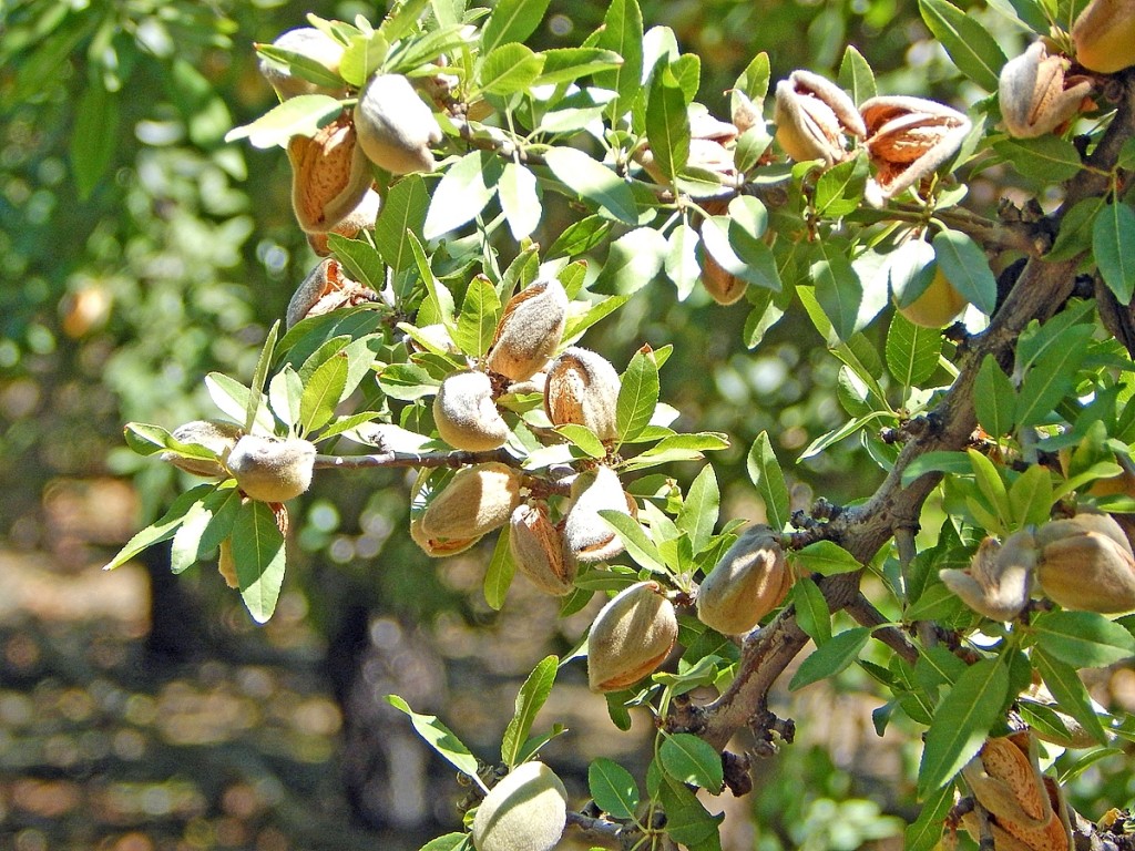 Hull split of the Nonpareil almond.