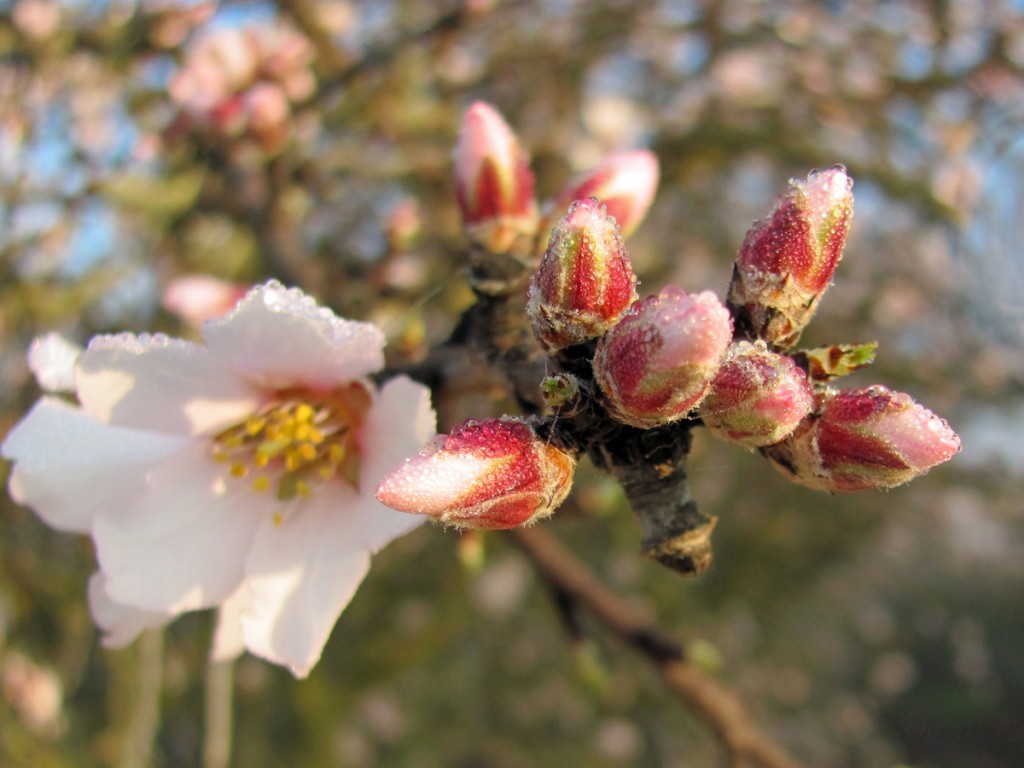 The  pink tip stage of the Fritz almond variety.