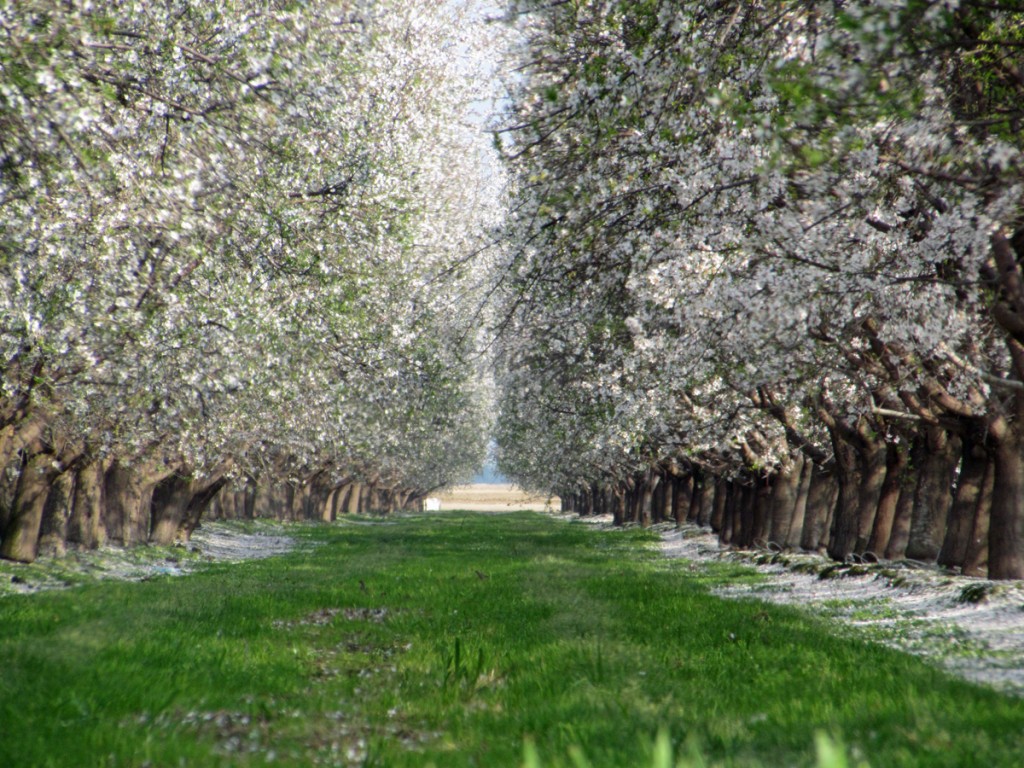 Down-the-row shot of a Nonpareil and Monterey orchard.