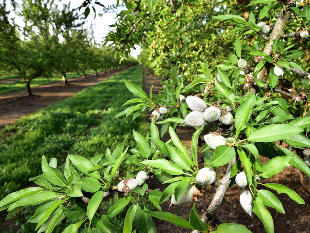 Escalon Nonpareil Jackets and Nutlets 2