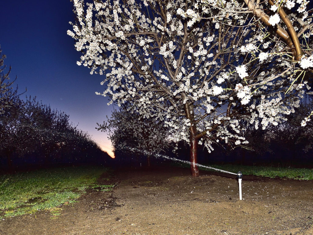 Irrigating for frost protection - San Joaquin County