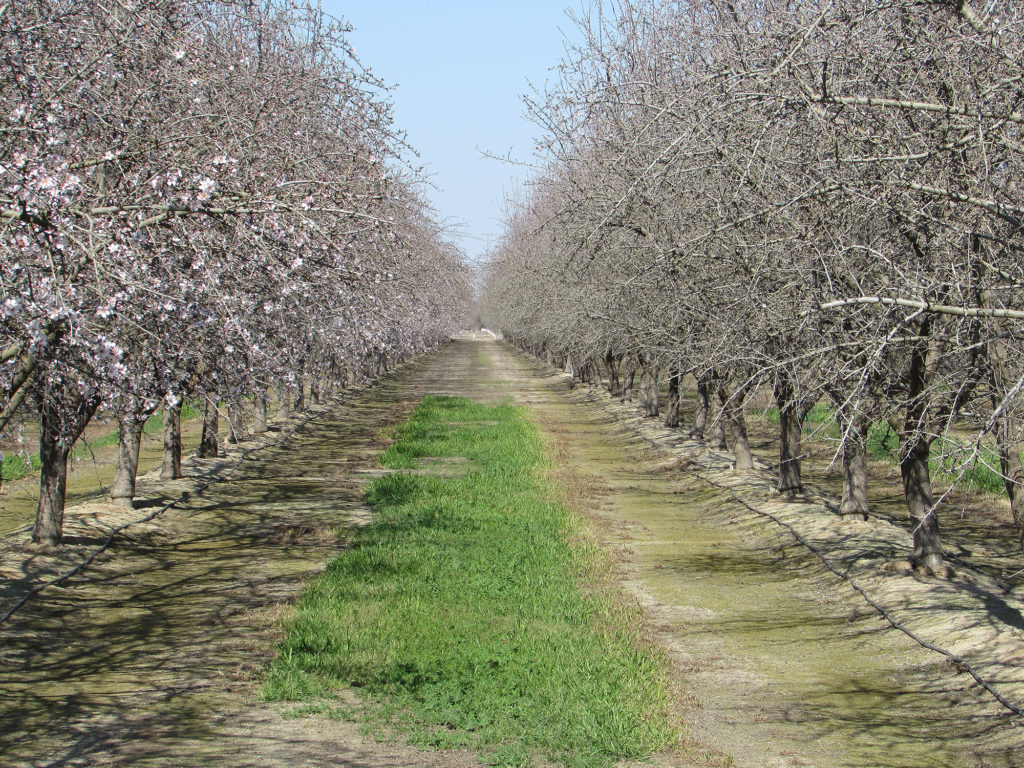 Nonpareil and Fritz - Madera County