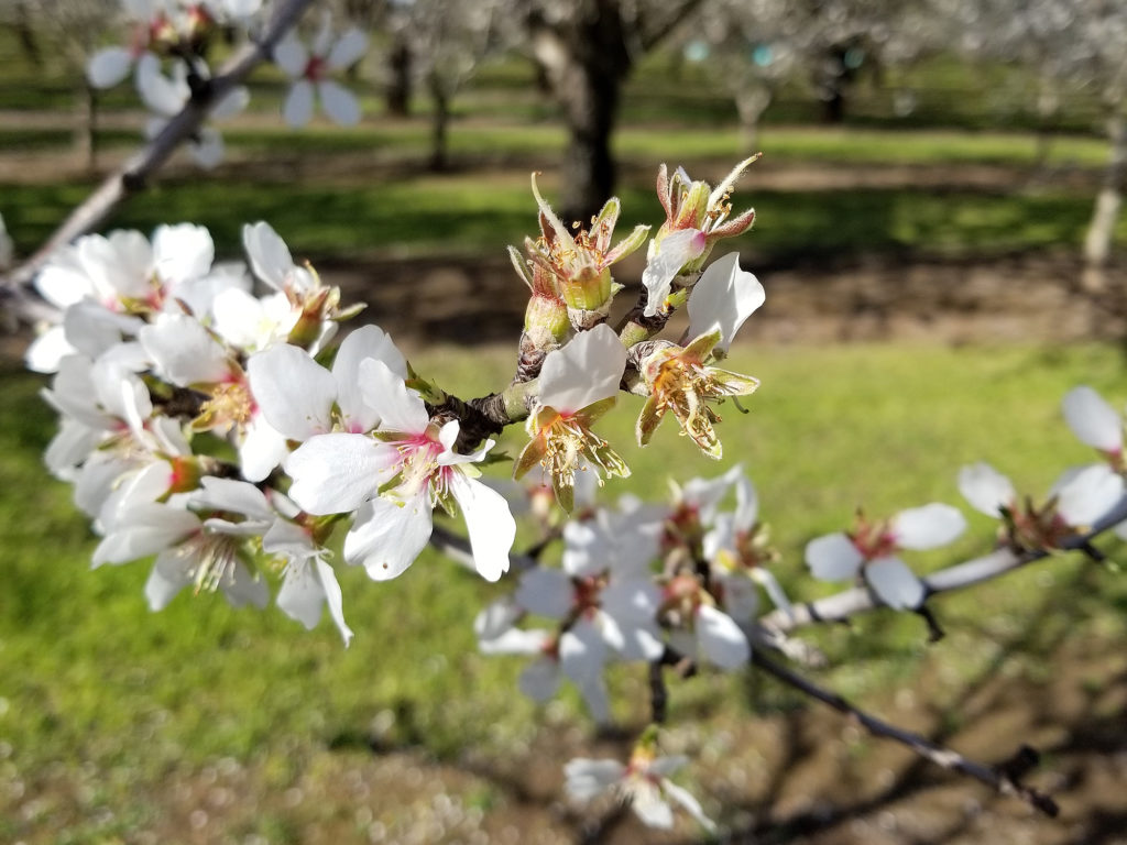 Sonora bloom, petal fall and jacket - Butte County