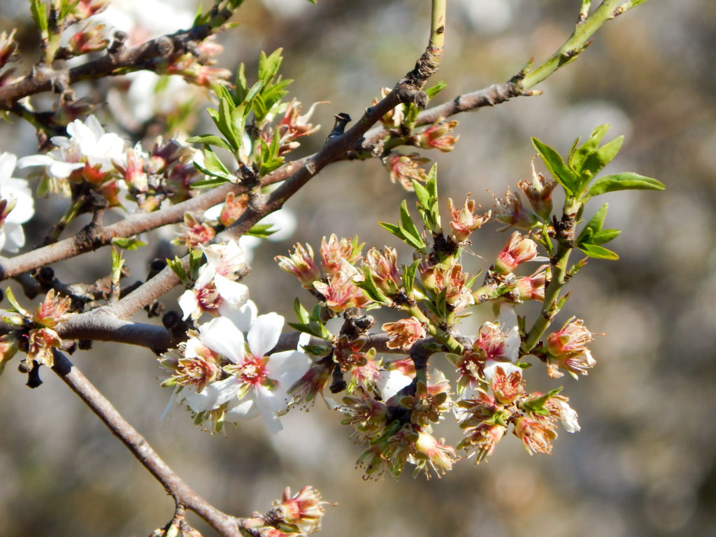 Sonora petal fall and jacket - Stanislaus County