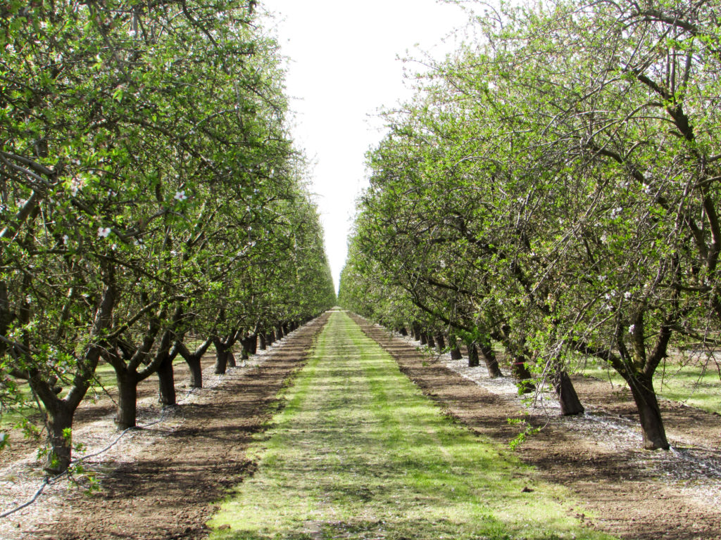 Nonpareil and Monterey - Kern County