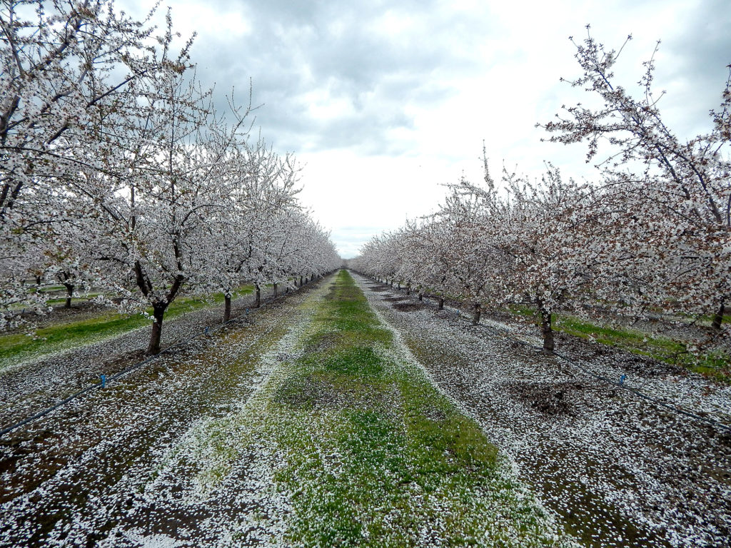 Nonpareil and Monterey bloom - San Joaquin County