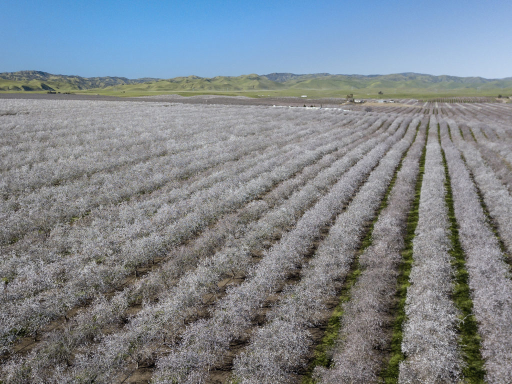 Nonpareil, Monterey, and Fritz - Stanislaus County