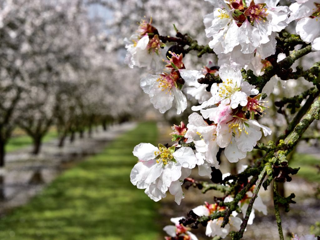 Rain Soaked Padre Bloom near Escalon