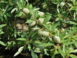 Developing Wood Colony Variety - Fresno County