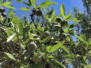 Mission Nuts - Butte County