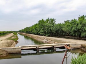 Nonpareil and Monterey Planting - Kern County