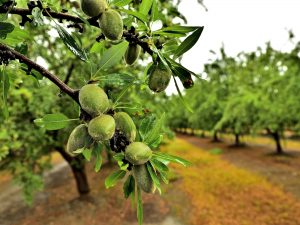 Rain Soaked Nonpareil - Colusa County