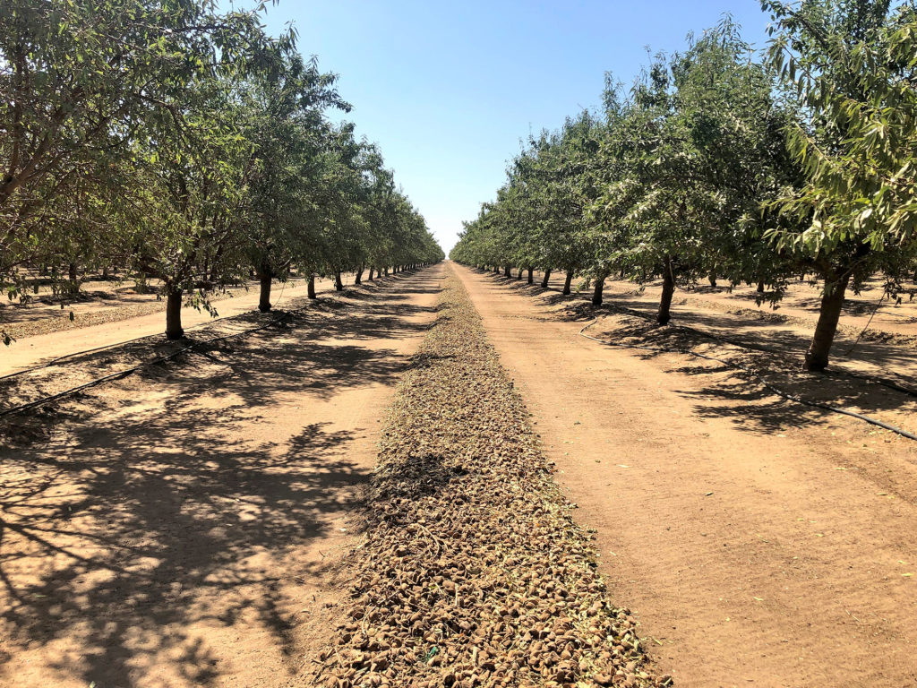 Independence windrow in Stevenson area of Merced County