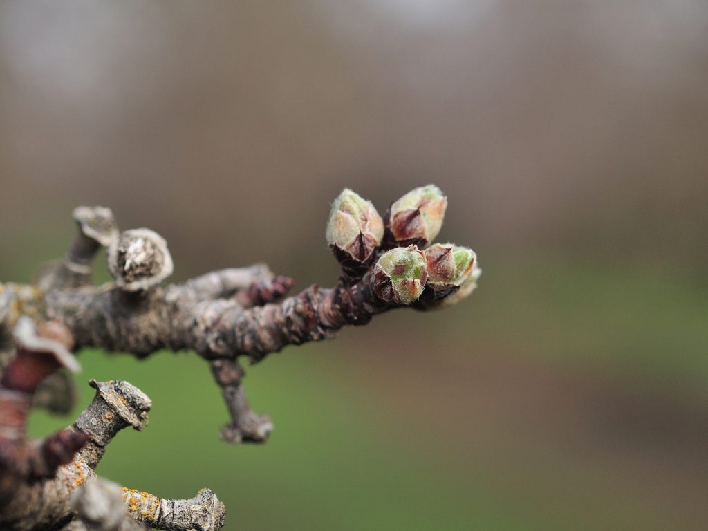 Sonora early green tip stage in Colusa County