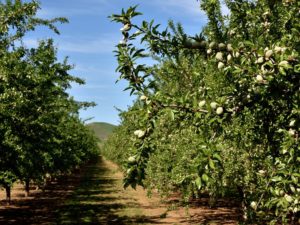 Almonds trees