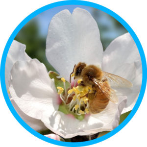 Close up of bee inside of almond blossom